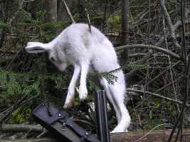 hunting